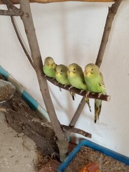 Prodám mladé andulky vlnkované