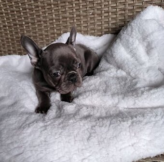 Francouzský buldoček