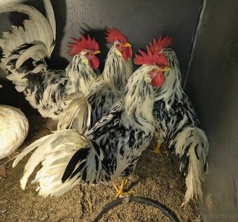 Kohouti vlaška exchequer