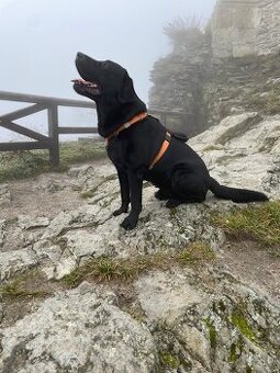 Černý labrador krytí