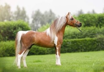 Připouštění hřebcem AMHA/AMHR