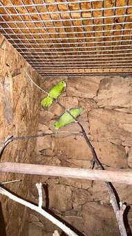 Papoušíček vrabčí a šedokřídlý.