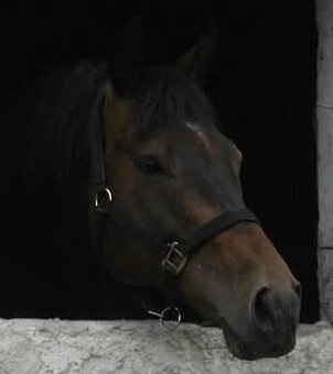 Plnokrevný valach - hodný a klidný parťák