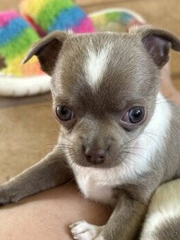 Čivava krátkosrstá