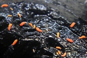 Prodám springtails Orange