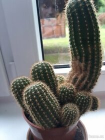 Prodám kaktus - 1