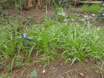 Česnek podivný Allium paradoxum