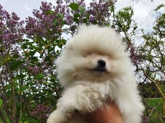 Pomeranian