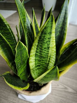 Sansevieria futura superb