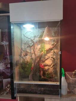 Terarium včetně chameleona
