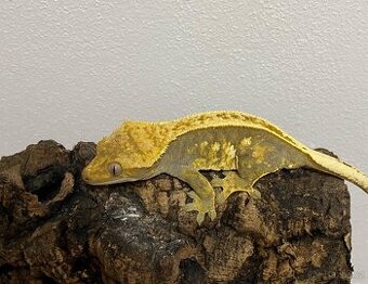 Pagekon řasnatý - samec (Correlophus ciliatus)