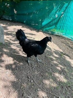 Ayam Cemani 1.2