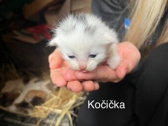 Daruji koťátka do dobrých rukou❤️