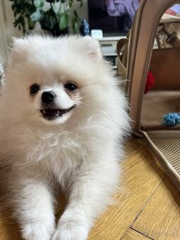 POMERANIAN 4.měsíční
