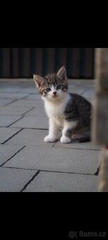 Daruju černou kočičku a bílo-mourovatého kocourka