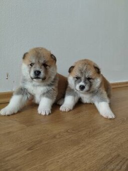 Štěňata Akita inu