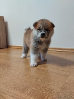 Štěňata Akita inu