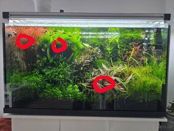 Prodám akvarijní rostliny (Rotala hra, mech, BUCEPHALANDRA