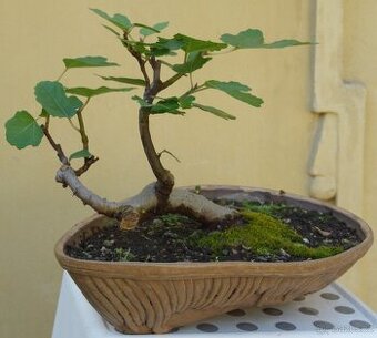 Ficus carica -fíkovník -25 let -