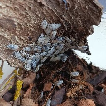 Porcellio Laevis "Dairy Cow"