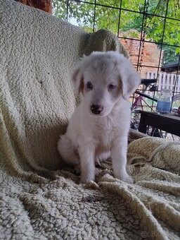 🐶 Štěňátka – kříženci s původem po australském ovčákovi