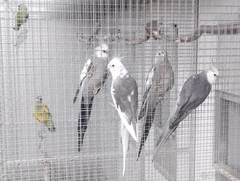 Andulka i duhová, korela bělohlavá, zebřička pestrá