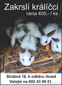 Zakrslí králíčci , králík