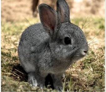 Zakrslý králík šedý