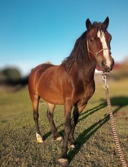 WPBR pony klisna 115cm 5let