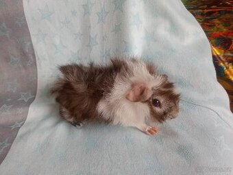 Morčátko sameček Liberec