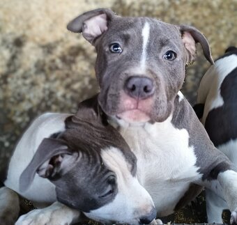 Americký stafordšírský teriér modrá št.s Rodokmenem