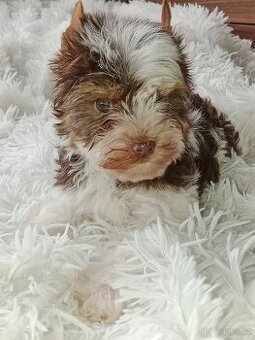 Jorkšírský teriér