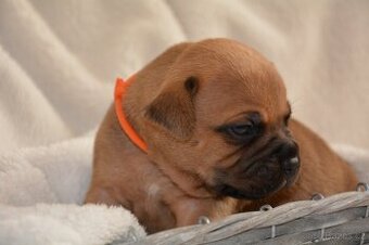 Stafordšírský bulterier