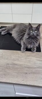 Mainská mývalí kočička