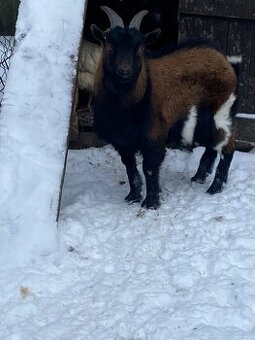 Holandský zakrslý kozel
