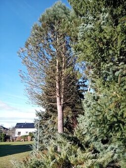 Jeffreyova borovice, na zvoničku, rozcestník atp.