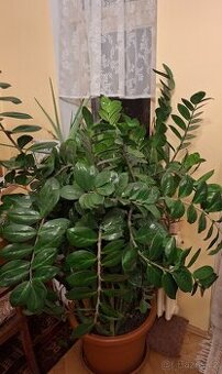 Zamiokulkas - pokojová rostlina