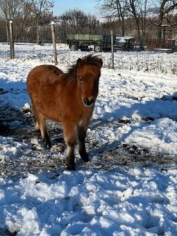 Shetland pony