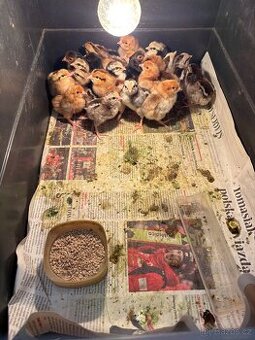 Vlašky, wyandottky kuřátka