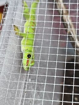 Prodávám mláďata felsumy madagascariensis grandis