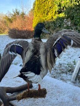 Kachna - vycpanina, preparace