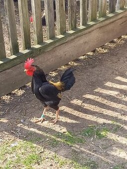 kohouti staroanglické bojovnice