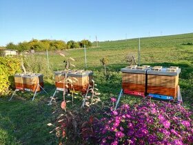 Vyzimovaná včelstva, Včely oddělky
