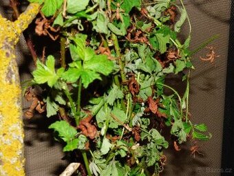 Strašilka australská (Extatosoma tiaratum) - 1
