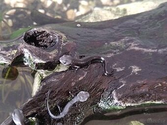 Čolek mečoocasý - Cynops ensicauda - 2 mláďata