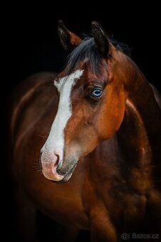 Krásný a ultra hodný QH hřebec, TOP původ reining,cowhorse