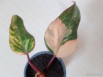 Filodendron jahodový koktejl