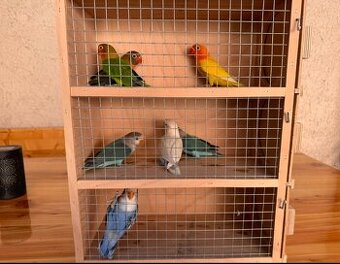 Agapornis fiser