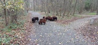 Prodám ouessantské ovce s mláďaty
