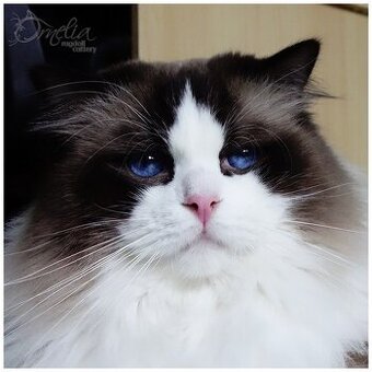 Ragdoll s PP